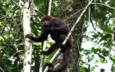 Mais sete macacos bugios são soltos no Parque Nacional da Tijuca 